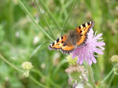 Schmetterlingsaugenblick