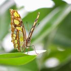 Schmetterlingsausstellung, Botanischer Garten