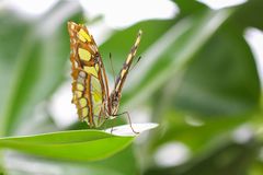 Schmetterlingsausstellung, Botanischer Garten