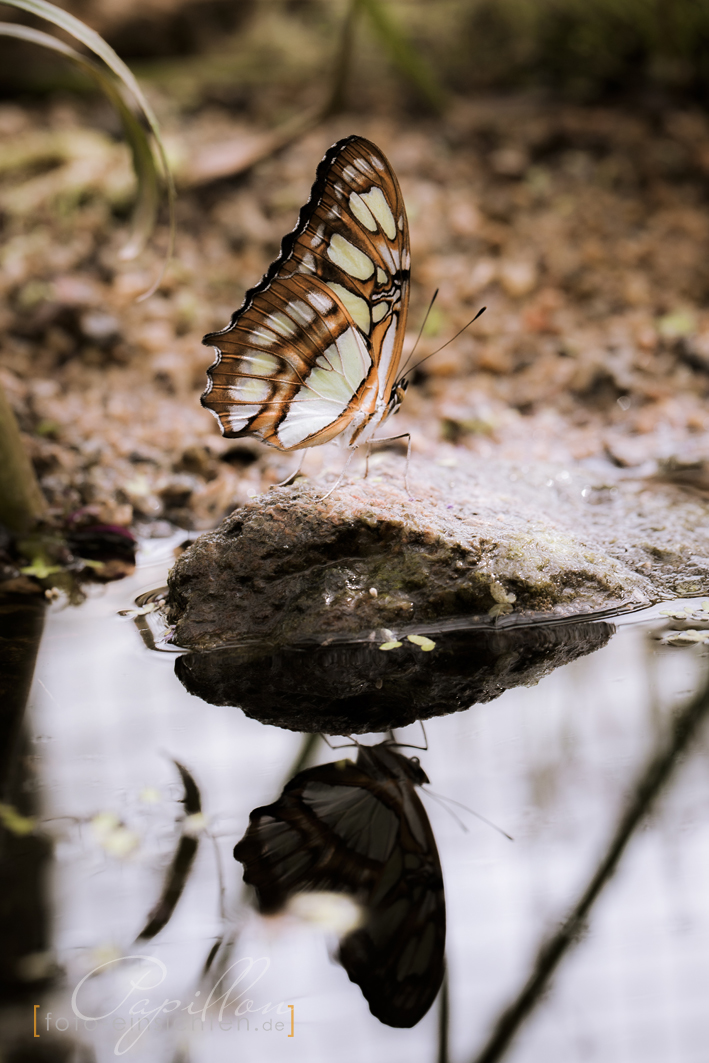 Schmetterlingsausstellung Botanischer Garten Munchen 2 Foto Bild