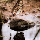 Schmetterlingsausstellung Botanischer Garten München 2