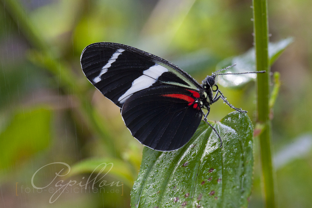Schmetterlingsausstellung Botanischer Garten Munchen 3 Foto Bild