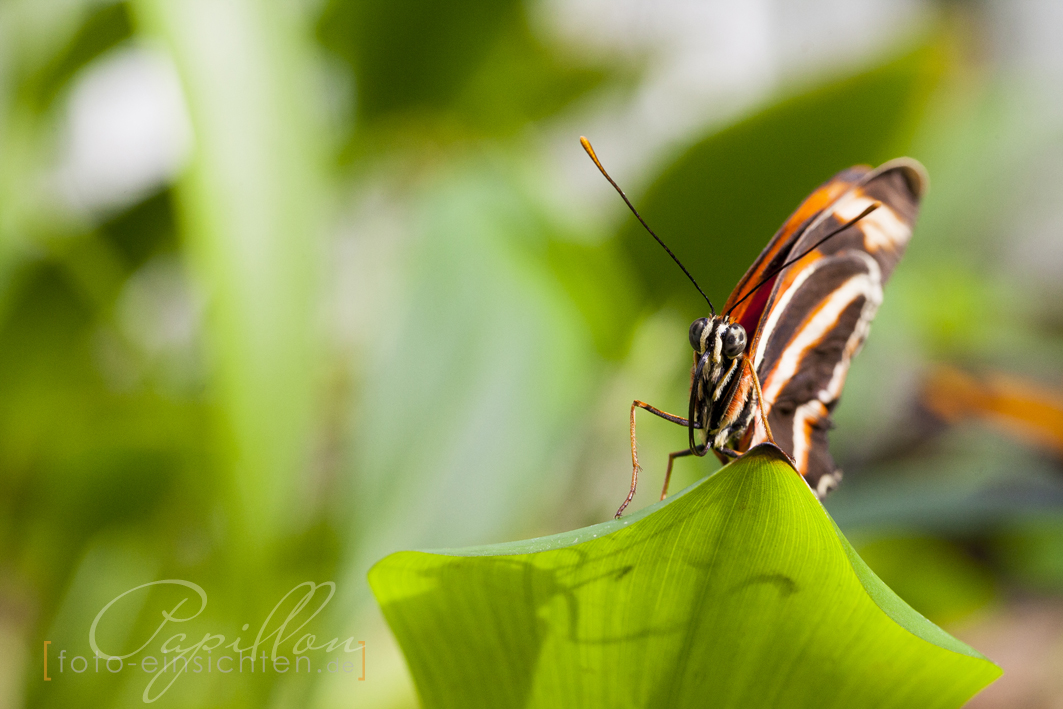 Schmetterlingsausstellung Botanischer Garten München 4