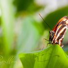 Schmetterlingsausstellung Botanischer Garten München 4