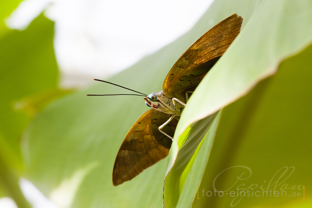 Schmetterlingsausstellung Botanischer Garten München 5