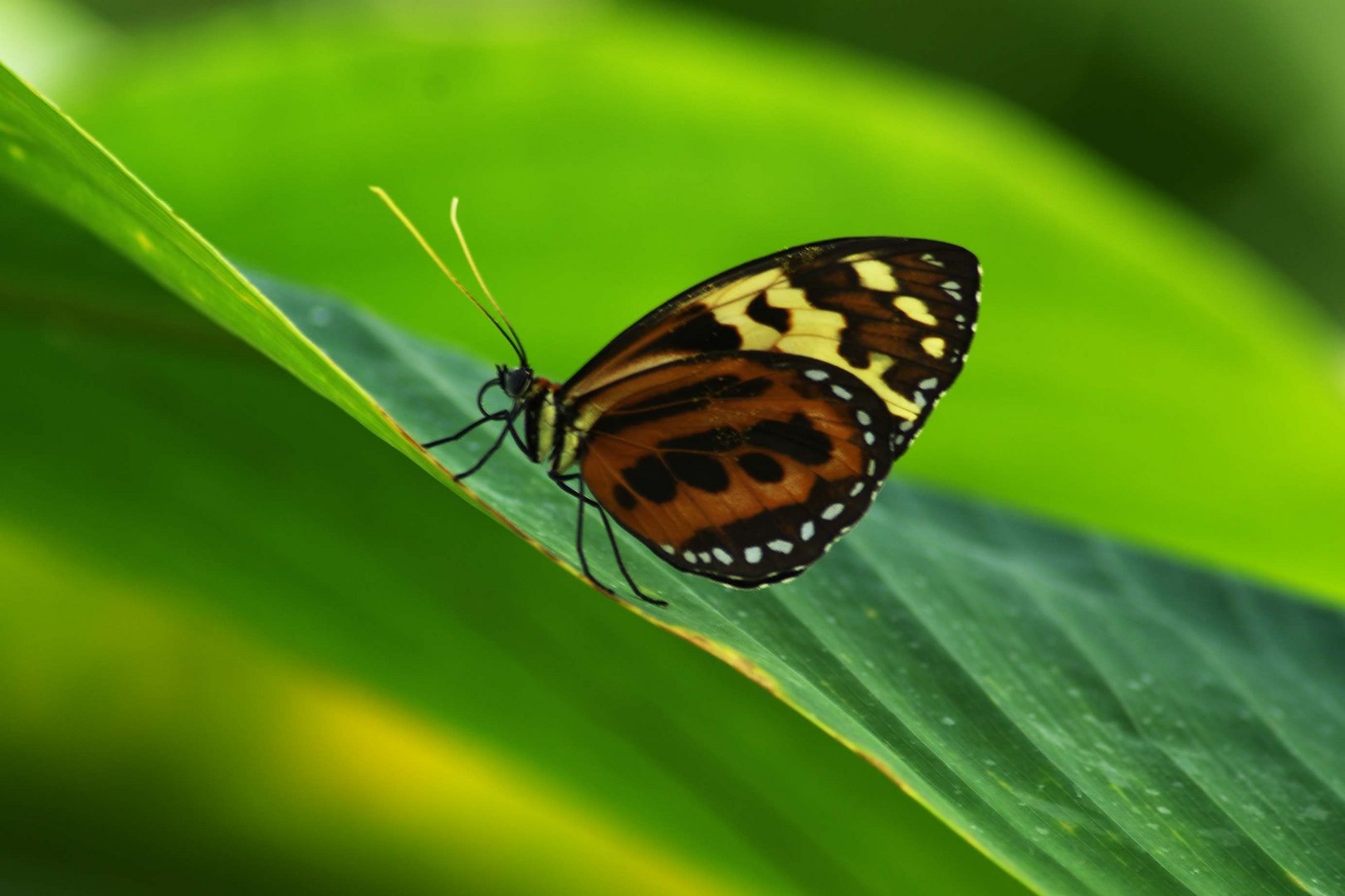 Schmetterlingsausstellung - Botanischer Garten München