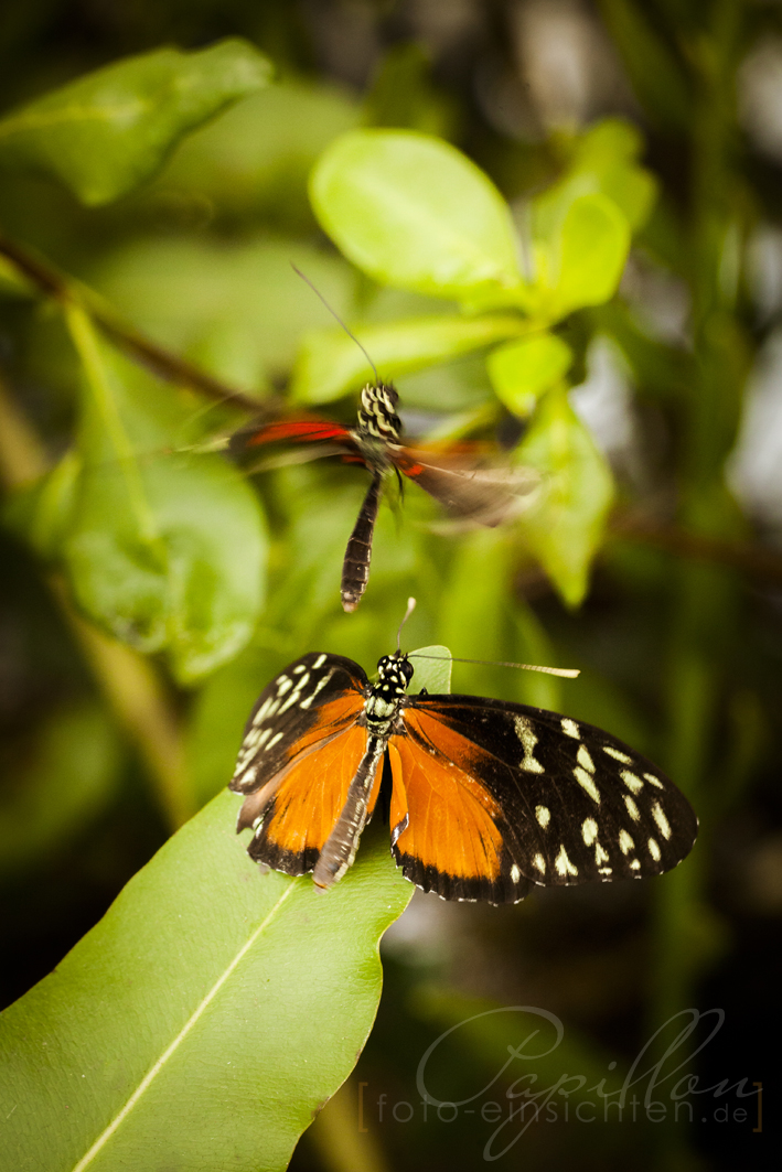 Schmetterlingsausstellung Botanischer Garten München 7