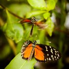 Schmetterlingsausstellung Botanischer Garten München 7