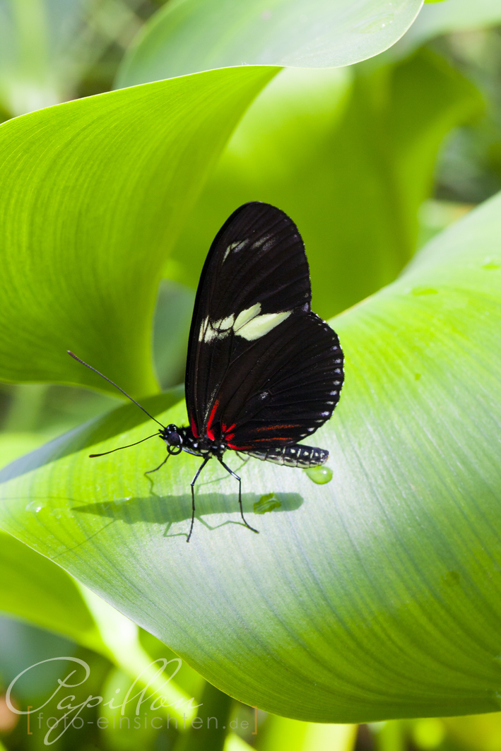 Schmetterlingsausstellung Botanischer Garten München 9