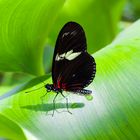 Schmetterlingsausstellung Botanischer Garten München 9