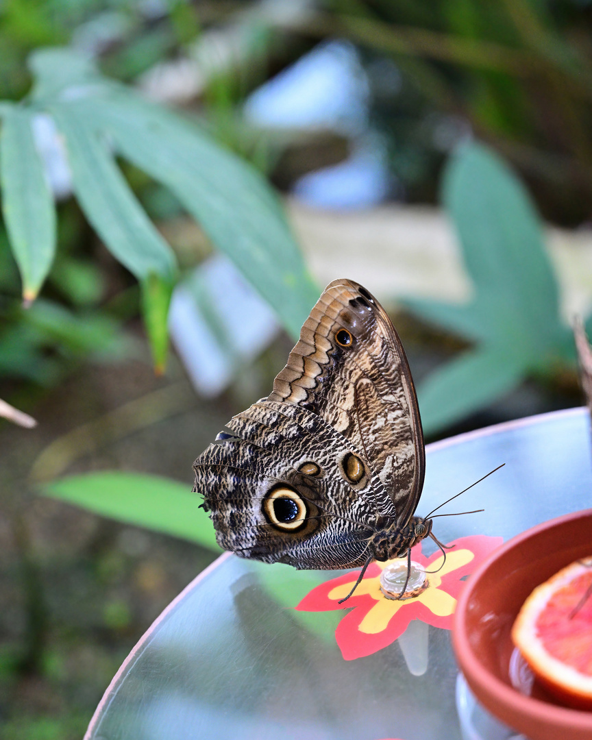 Schmetterlingsausstellung