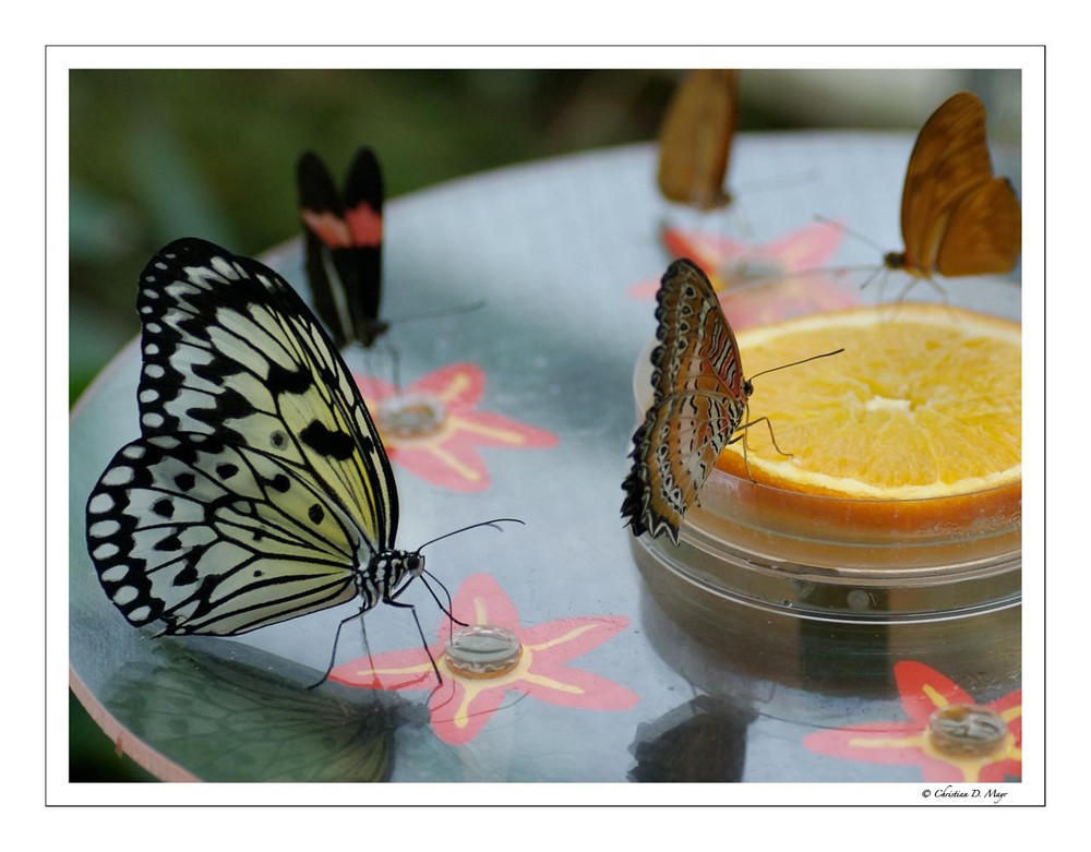 Schmetterlingsausstellung Teil1
