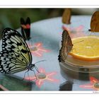Schmetterlingsausstellung Teil1
