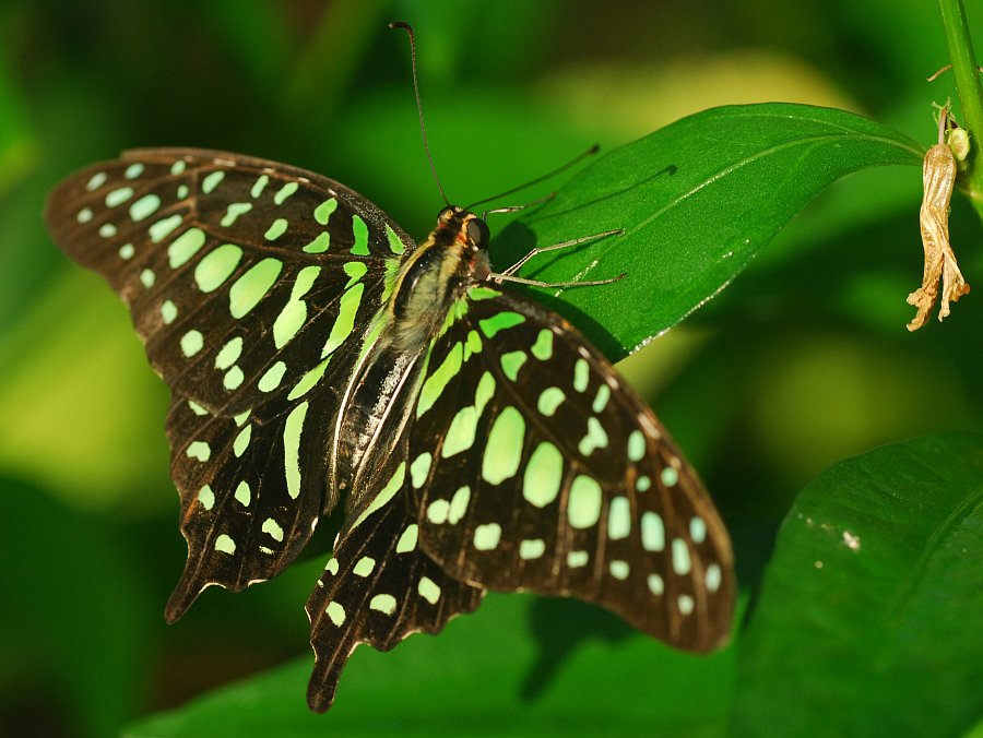 Schmetterlingsaustellung im Botanischen Garten München