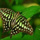 Schmetterlingsaustellung im Botanischen Garten München