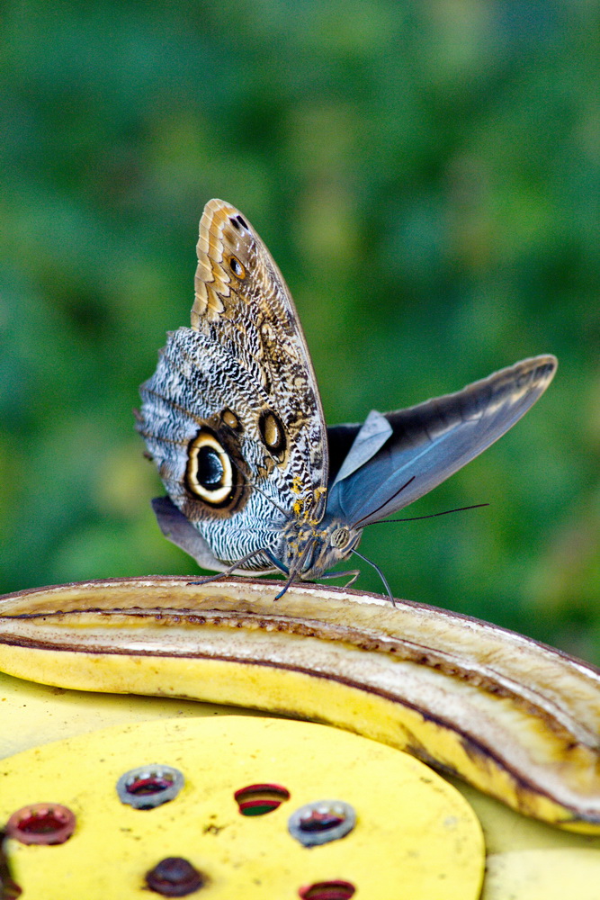 Schmetterlingsbanane