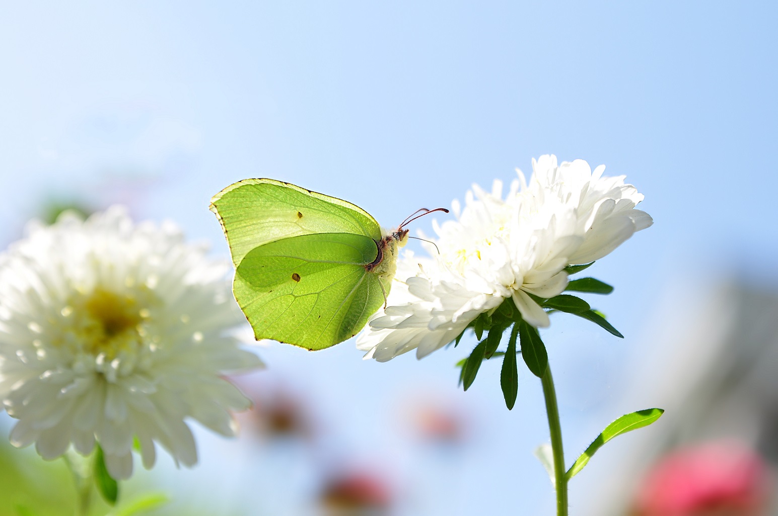 SchmetterlingsBesuch