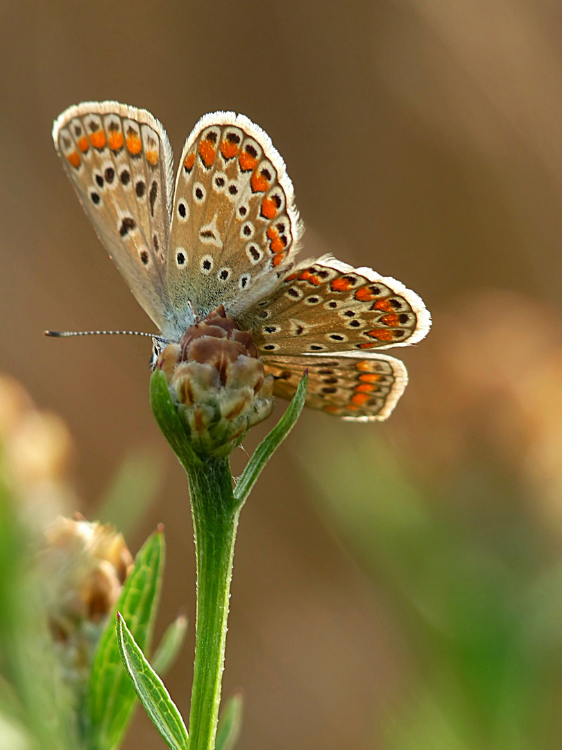 Schmetterlingsblümchen