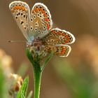 Schmetterlingsblümchen