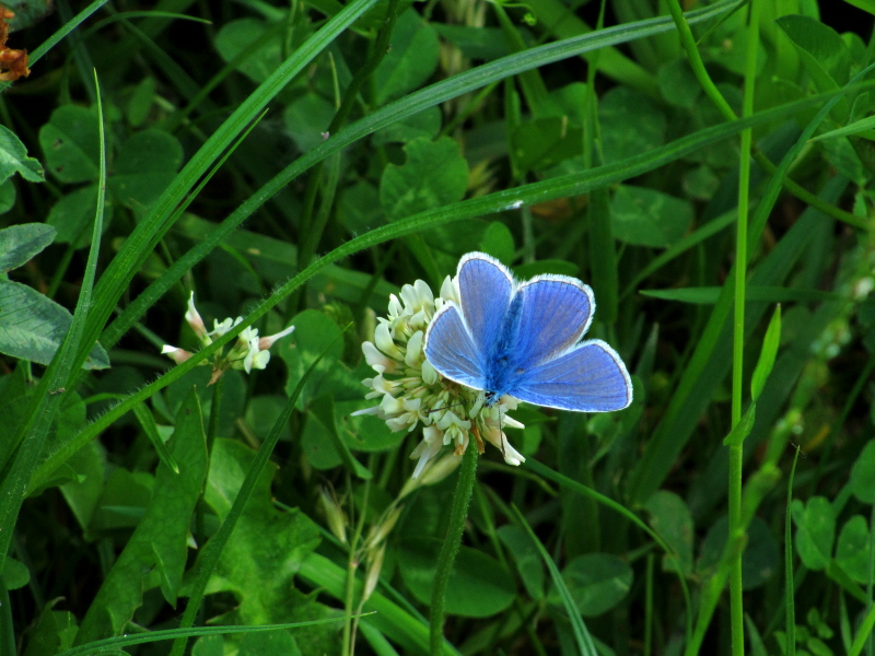 "Schmetterlingsblüte"