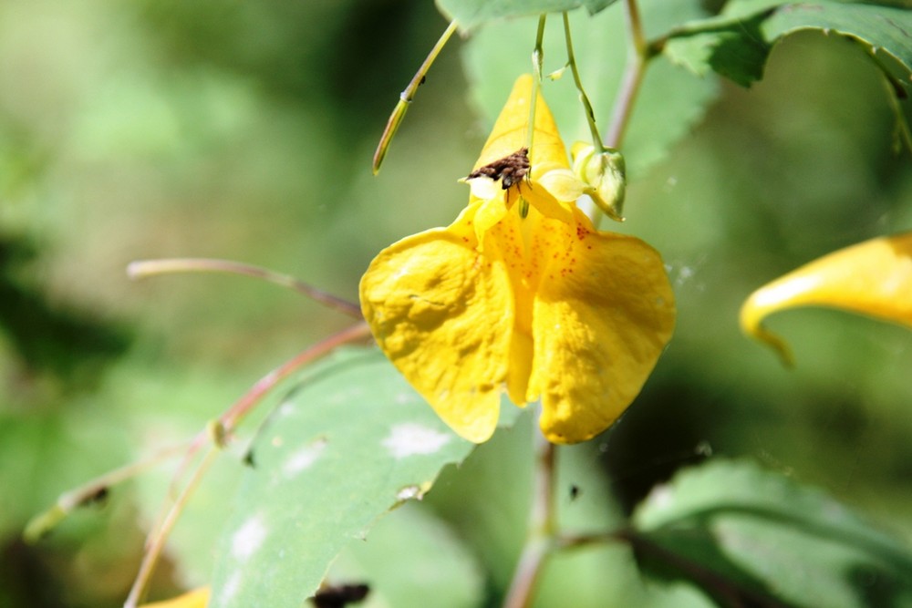 Schmetterlingsblüte mit Schmetterling