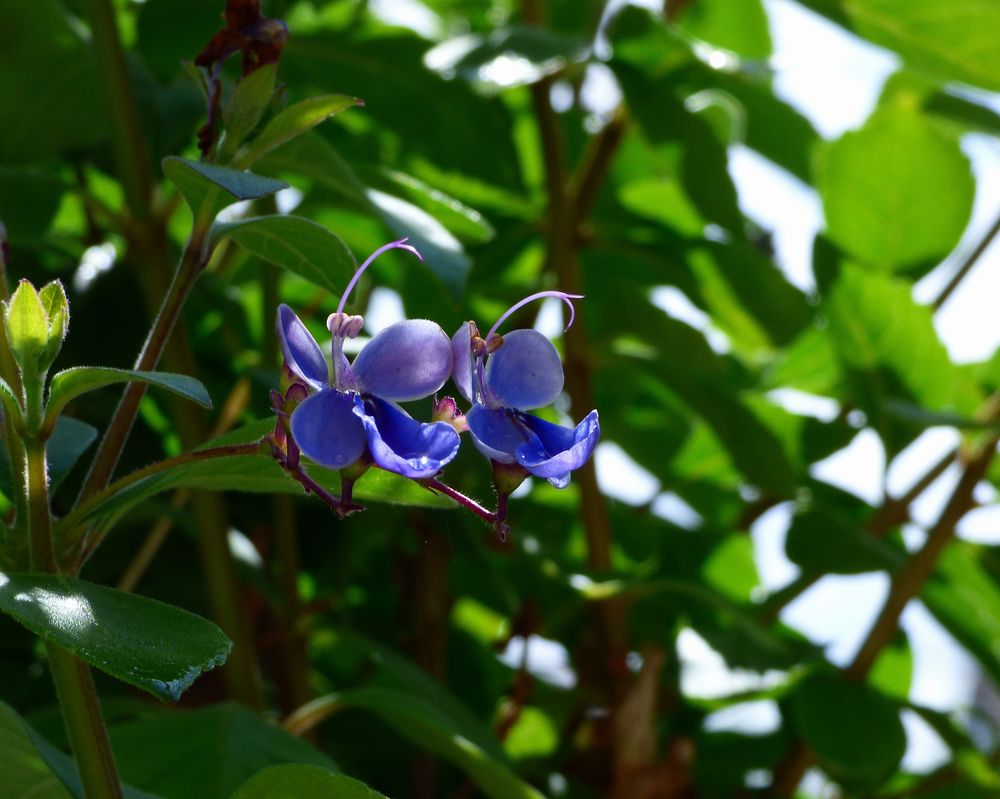 Schmetterlingsblüten