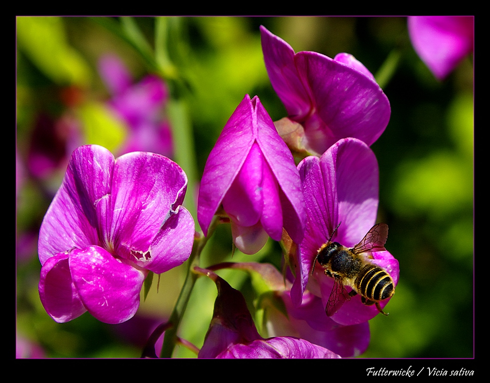 Schmetterlingsblütler Foto & Bild pflanzen, pilze & flechten