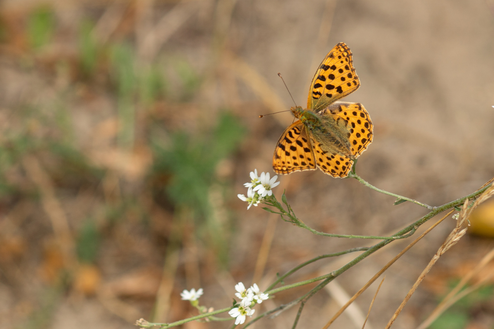 Schmetterlingsblütler Foto & Bild natur, blüte, schmetterling Bilder