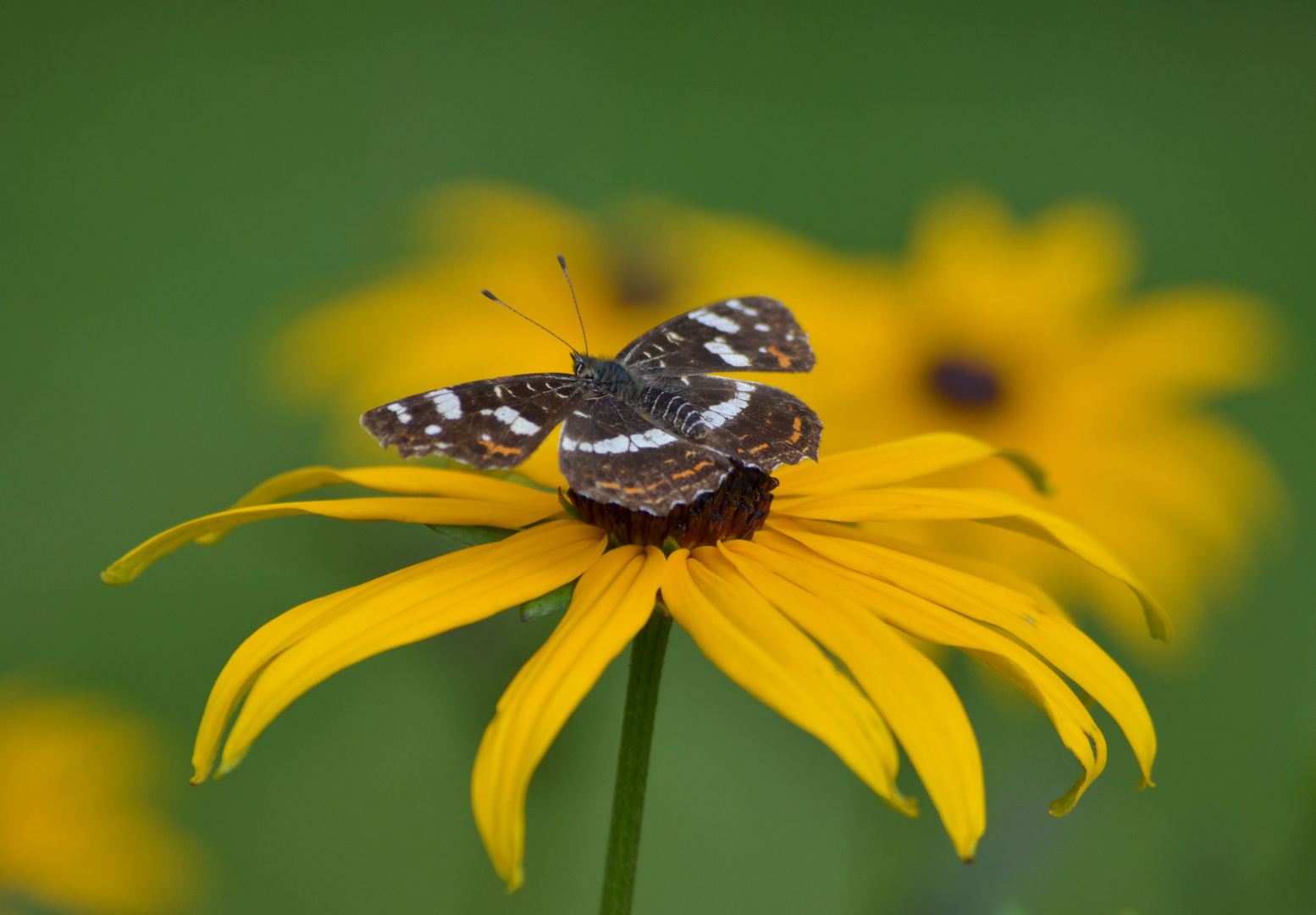 Schmetterlingsblume