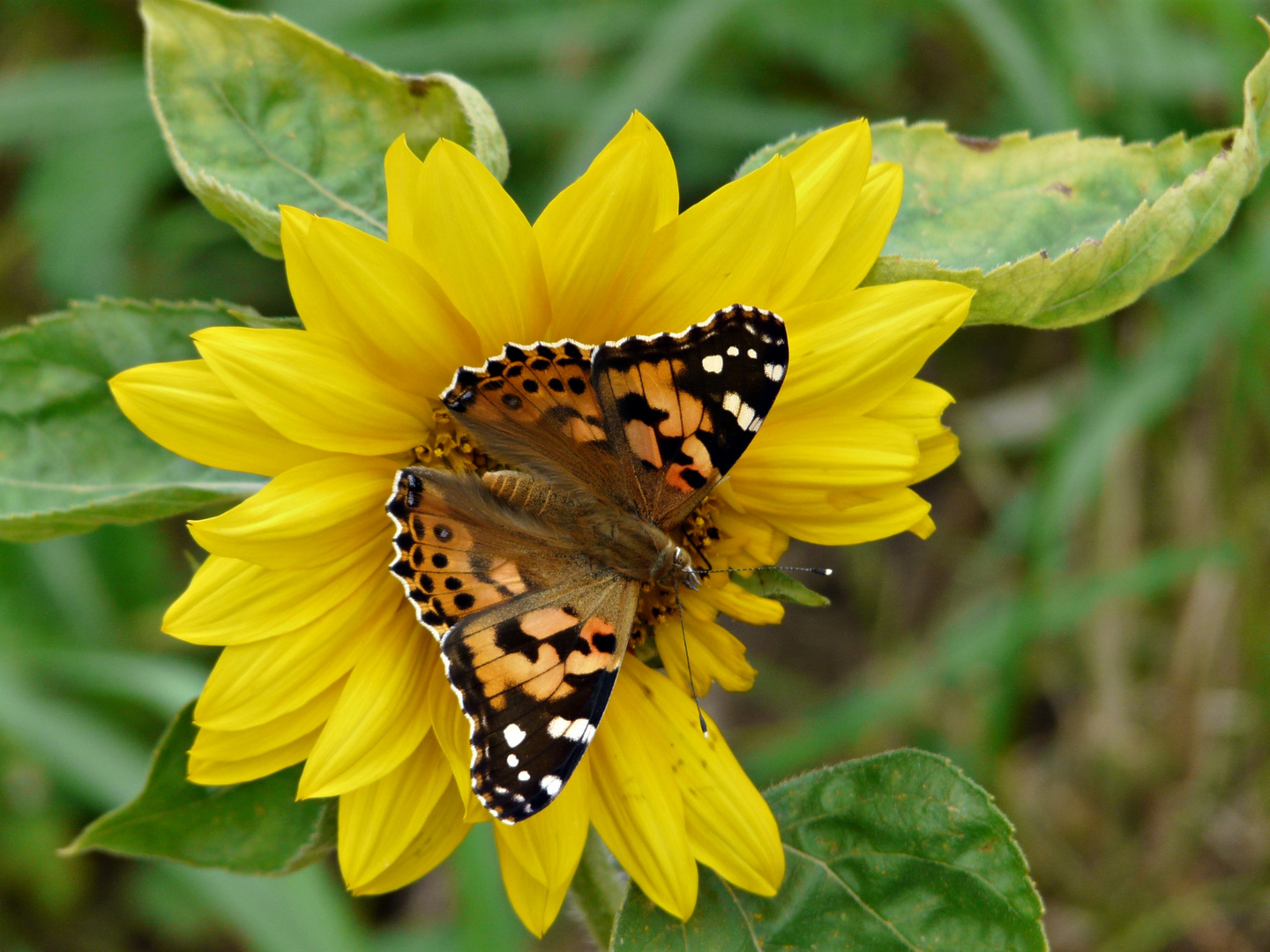 Schmetterlingsblume