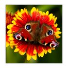 Schmetterlingsblume
