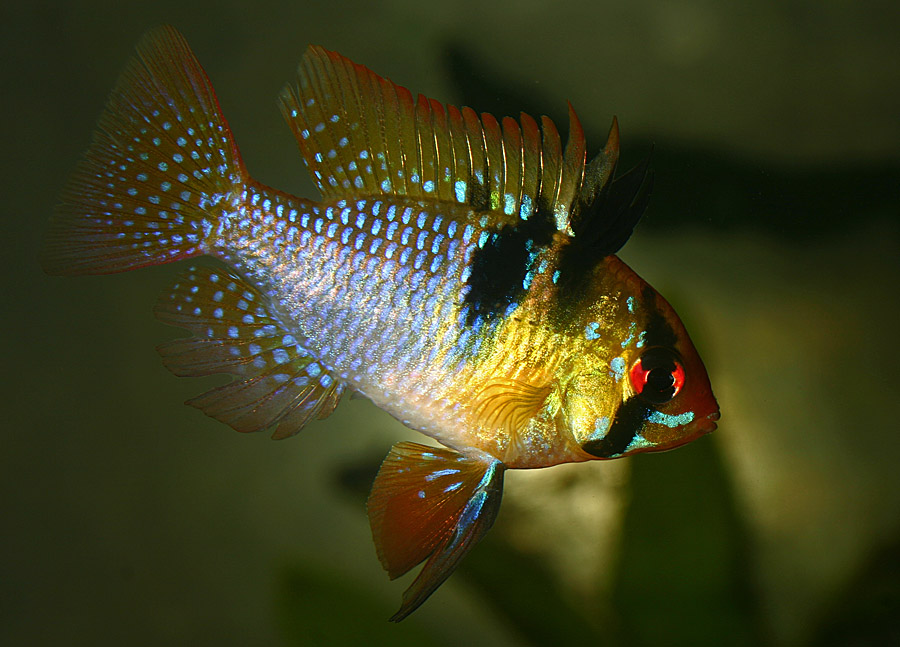 Schmetterlingsbuntbarsch Männchen (Microgeophagus ramirezi)