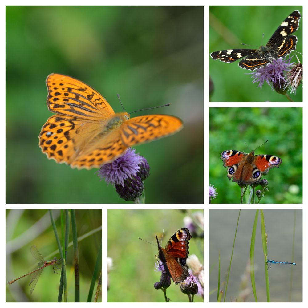 Schmetterlingscollage Foto & Bild | natur, tiere, schmetterlinge Bilder