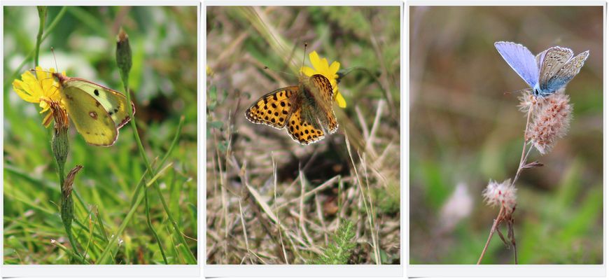 Schmetterlingscollage 