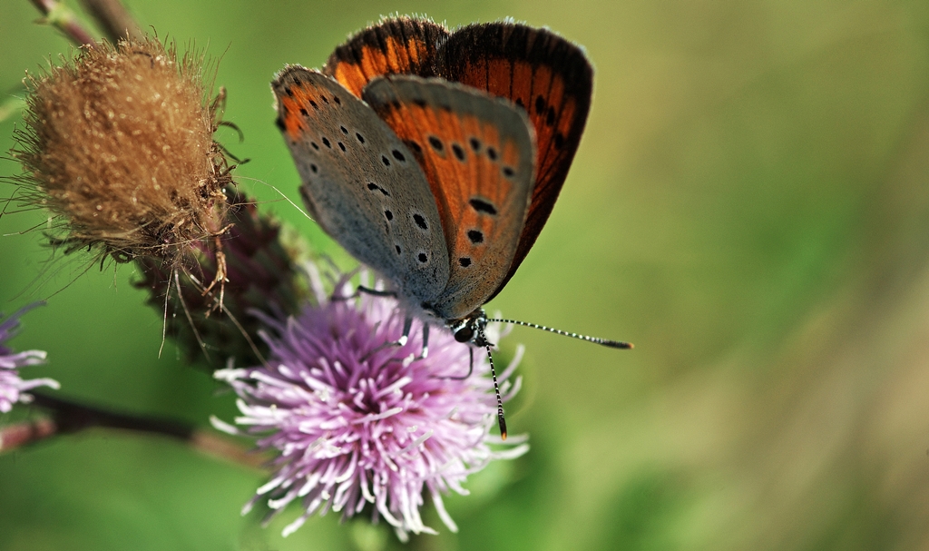 Schmetterlingsdistel