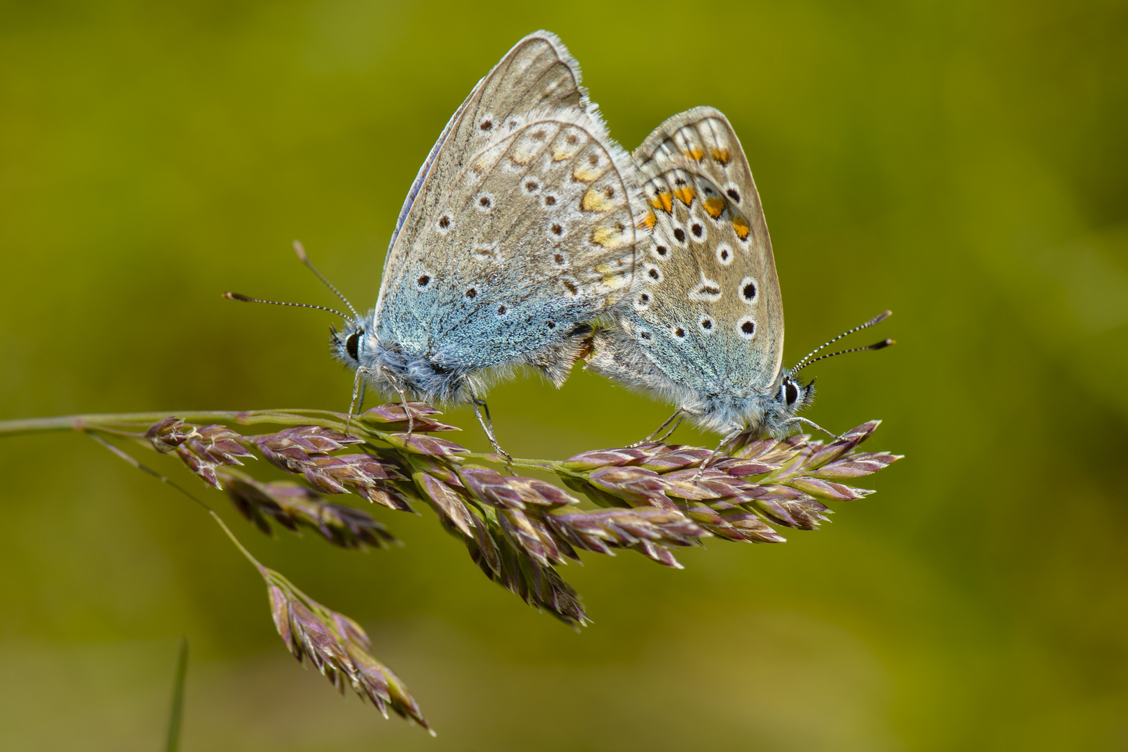 Schmetterlingsduett