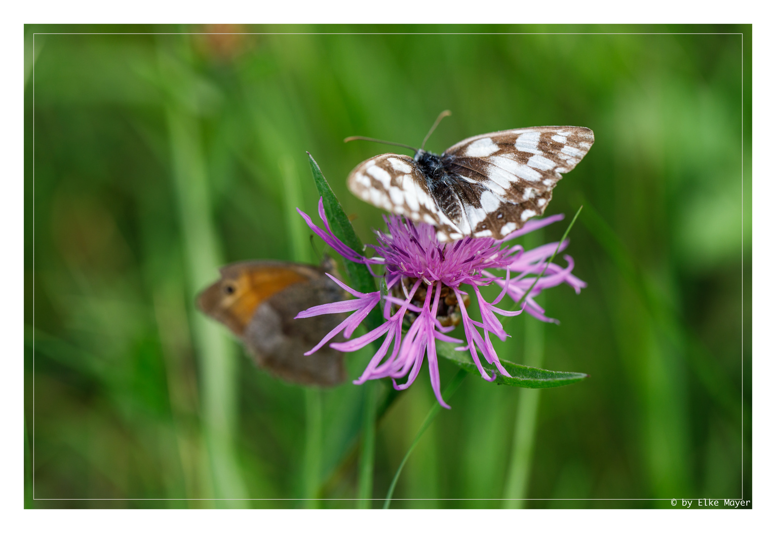 Schmetterlingsduo 