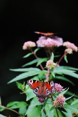 Schmetterlingsduo