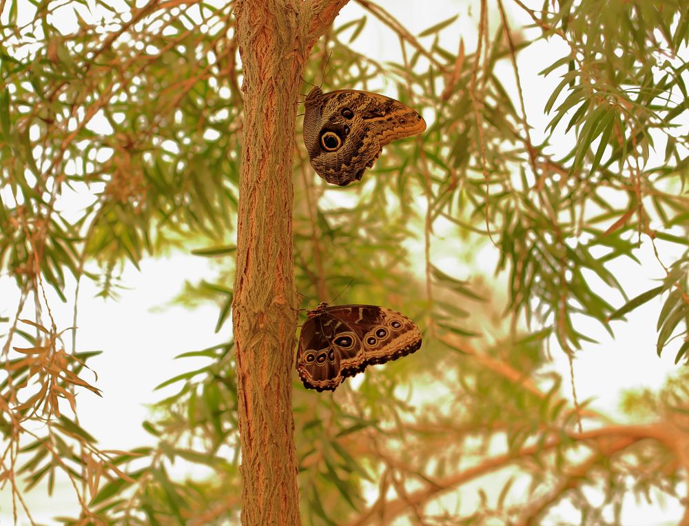 Schmetterlingsduo