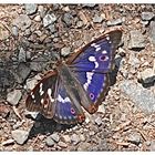 Schmetterlingsfarben - Bildschirmfoto 2018-06-14 um 22.14.44