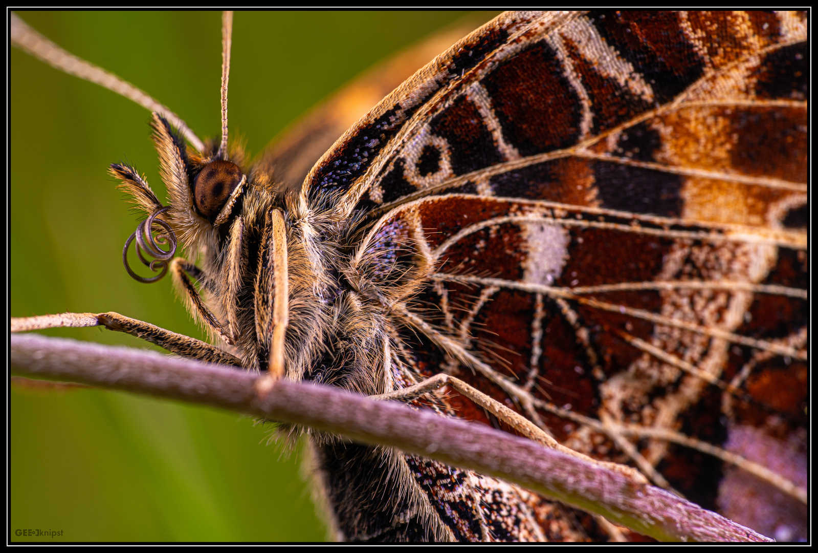 Schmetterlingsfarben