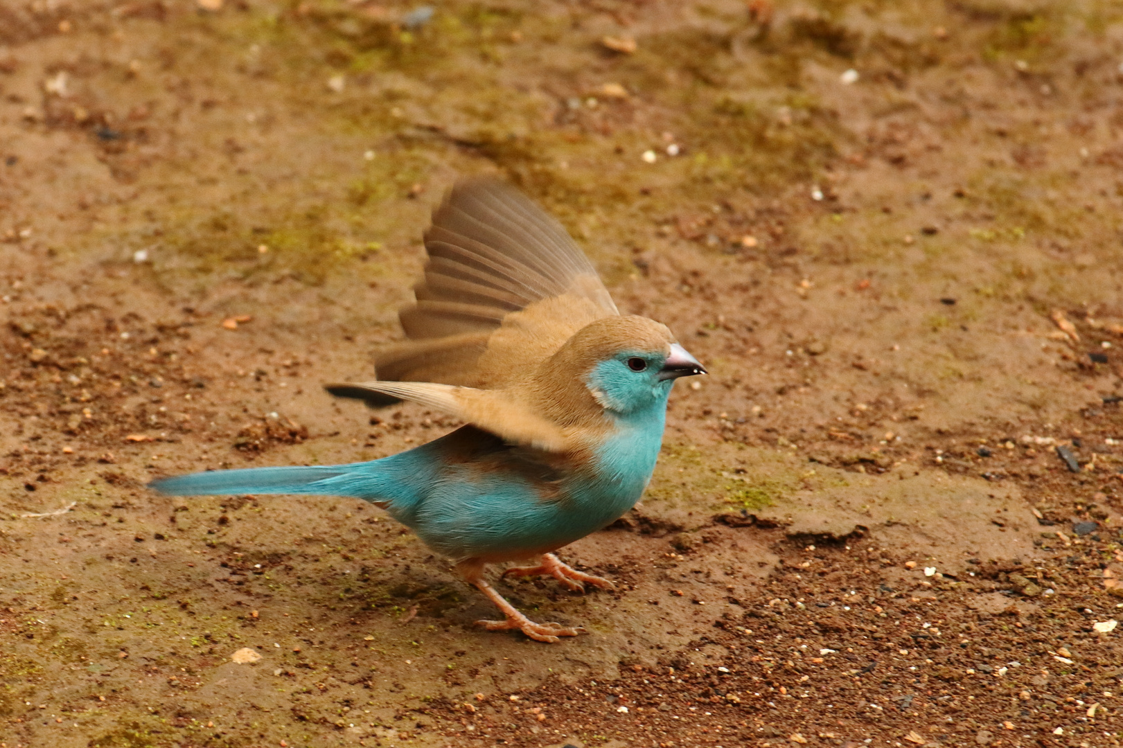 Schmetterlingsfink (auch Blauastrild - Uraeginthus angolensis)