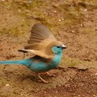 Schmetterlingsfink (auch Blauastrild - Uraeginthus angolensis)