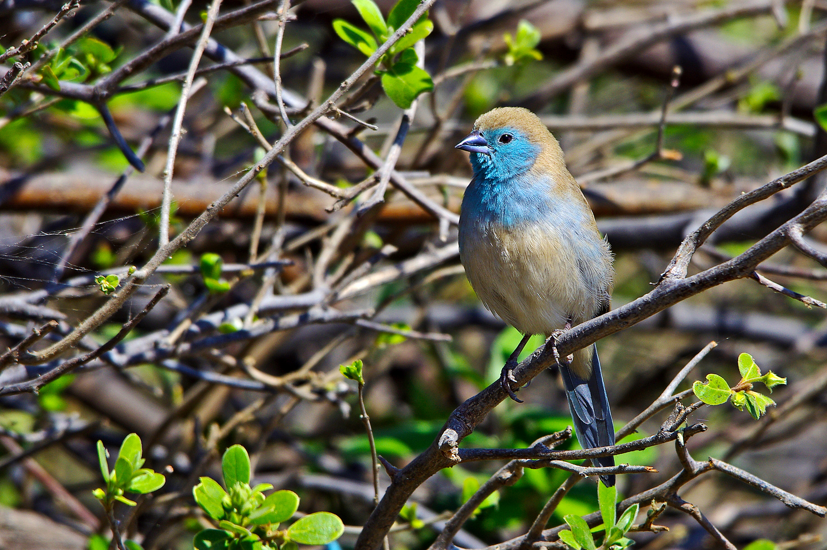 Schmetterlingsfink, Chobe NP, Botswana,2008