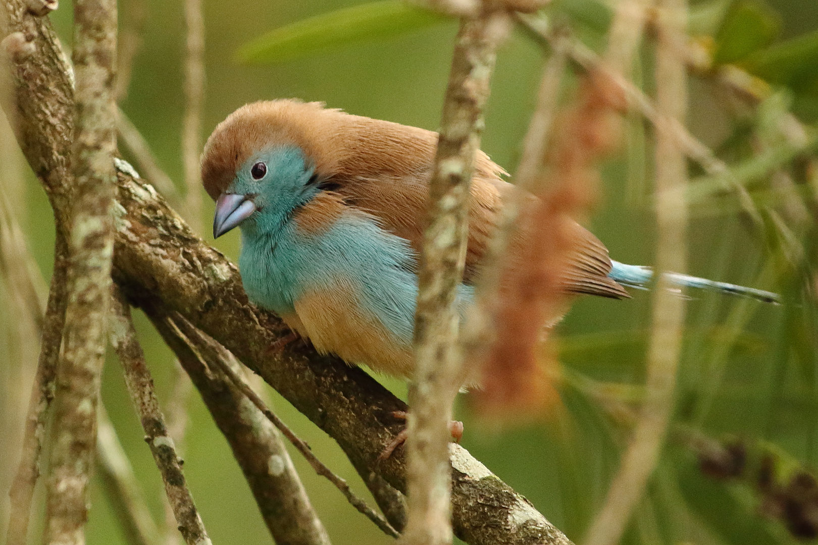 Schmetterlingsfink (Uraeginthus angolensis)