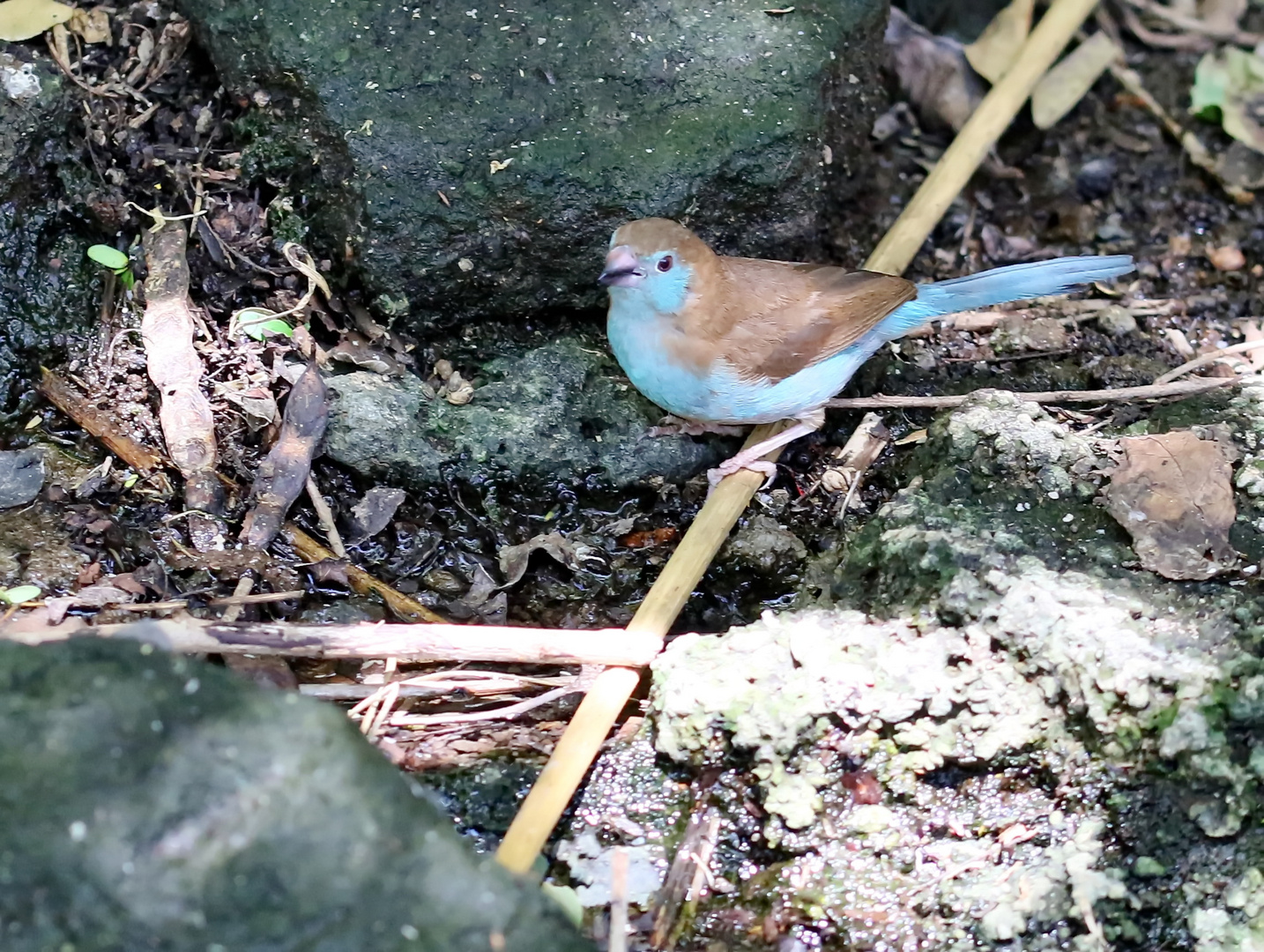 Schmetterlingsfink,Weibchen