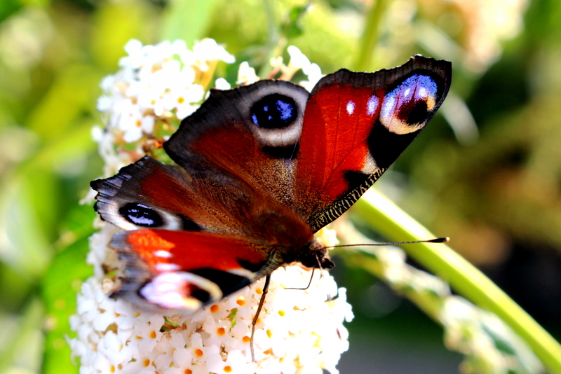 Schmetterlingsflieder