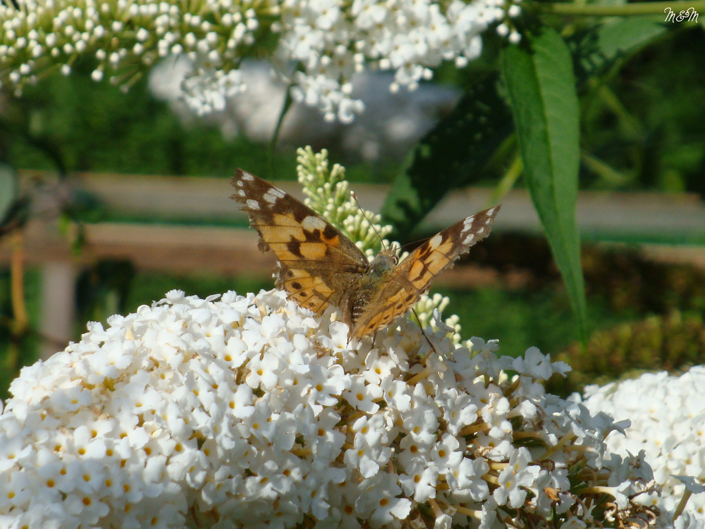 Schmetterlingsflieder