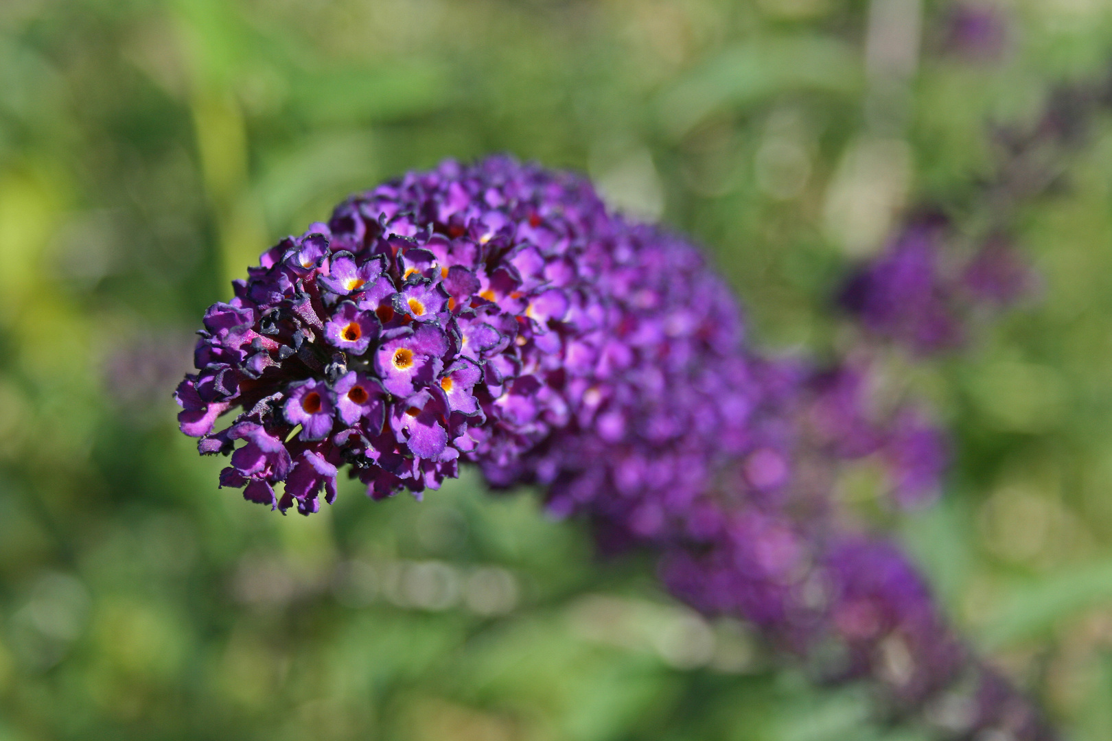 Schmetterlingsflieder