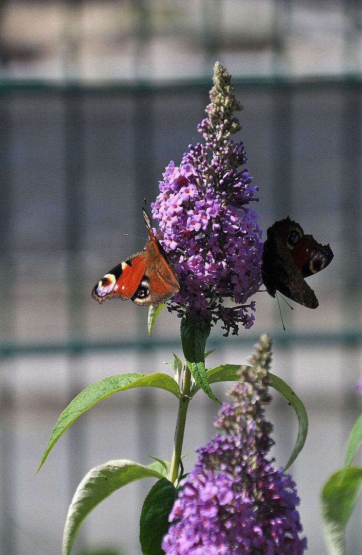 "Schmetterlingsflieder"